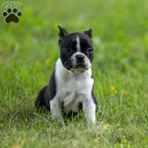 Kylie, Boston Terrier Puppy